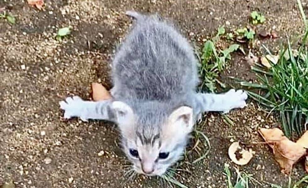 Kitten With Rare Condition Rescued From Street Is So Happy When