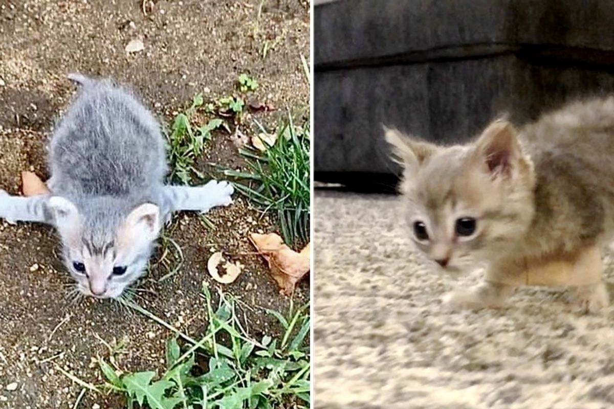 Kitten with Rare Condition Rescued from Street, is So Happy When She Can Run Around Again