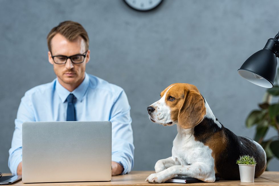 Business man working on his computer at work while his dog sits patiently on his desk.