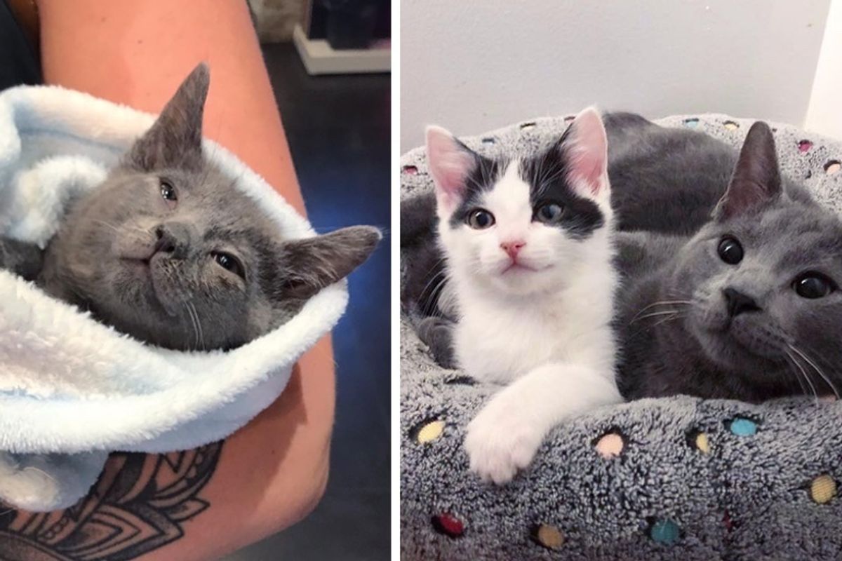 Rescued Kitten Begins to Blossom  When He Finds Friend He Always Wanted