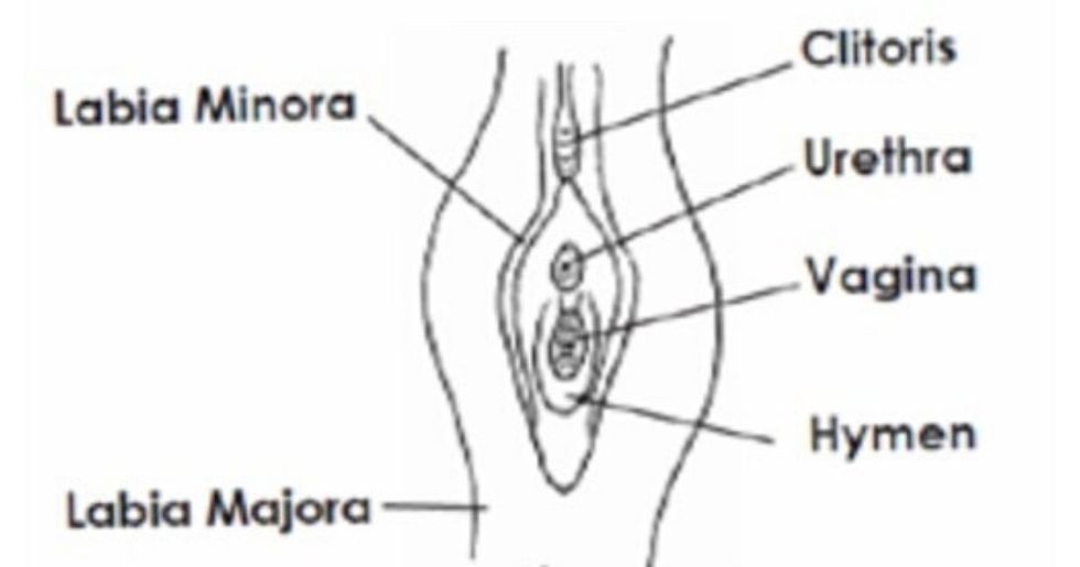 Child Abuse Pediatrician Corrects Falsehoods About Virginity With A Vital Anatomy Lesson Upworthy