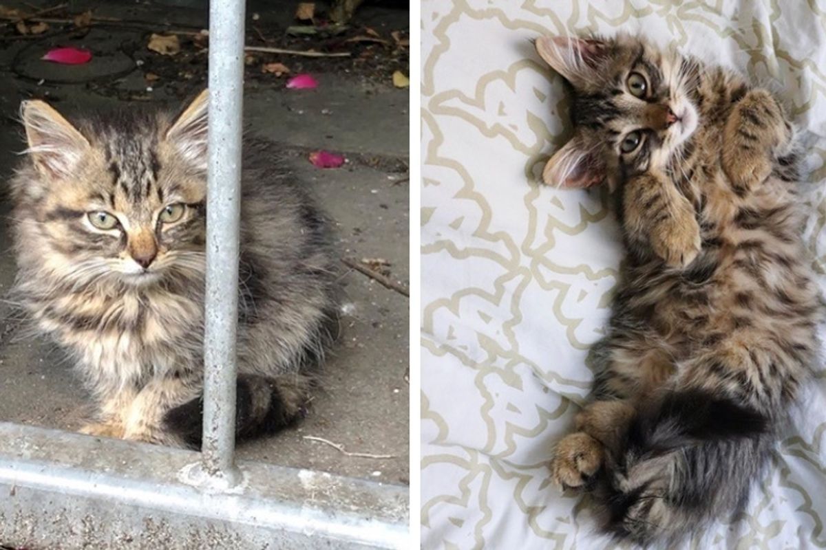 Man Went for Walk with His Cat and Came Home with Kitten They Rescued
