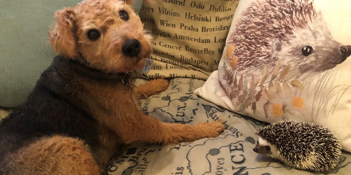 Rescue Dog And Tiny Hedgehog Form Unlikely Friendship To The Delight Of Instagram Fans