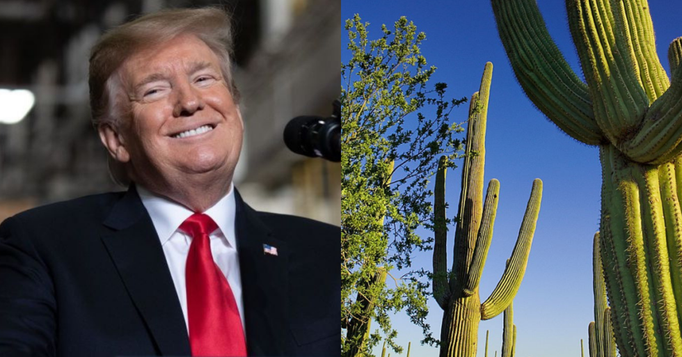 Video of Trump Border Wall Construction Crew Demolishing Federally Protected Cacti at National Monument Sparks Outrage