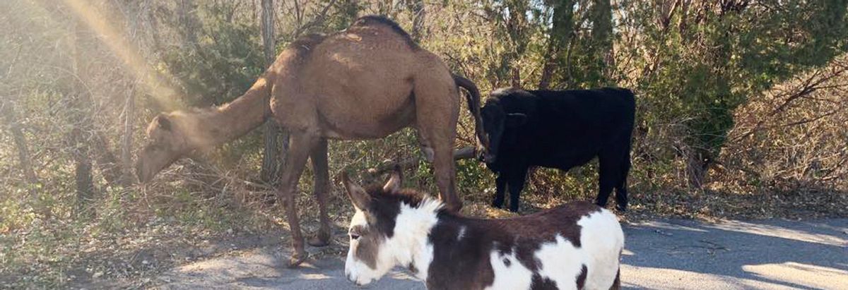 Camel, Cow, And Donkey Found Roaming The Street Together In Kansas