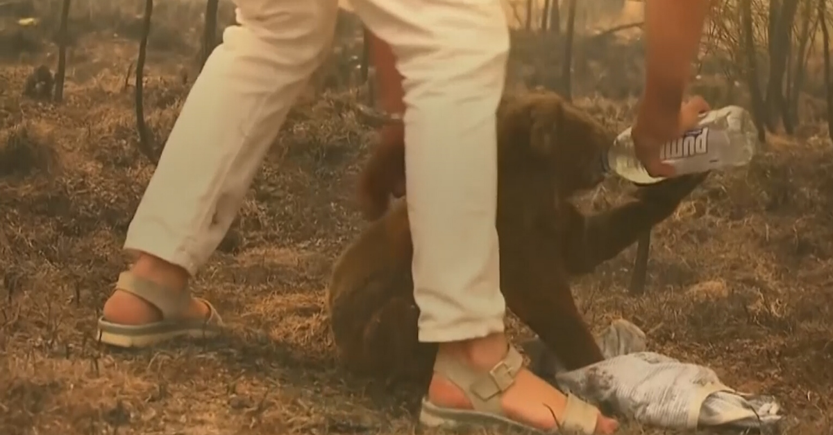 Woman Risks Her Life To Save Badly Burned Koala From Wildfire