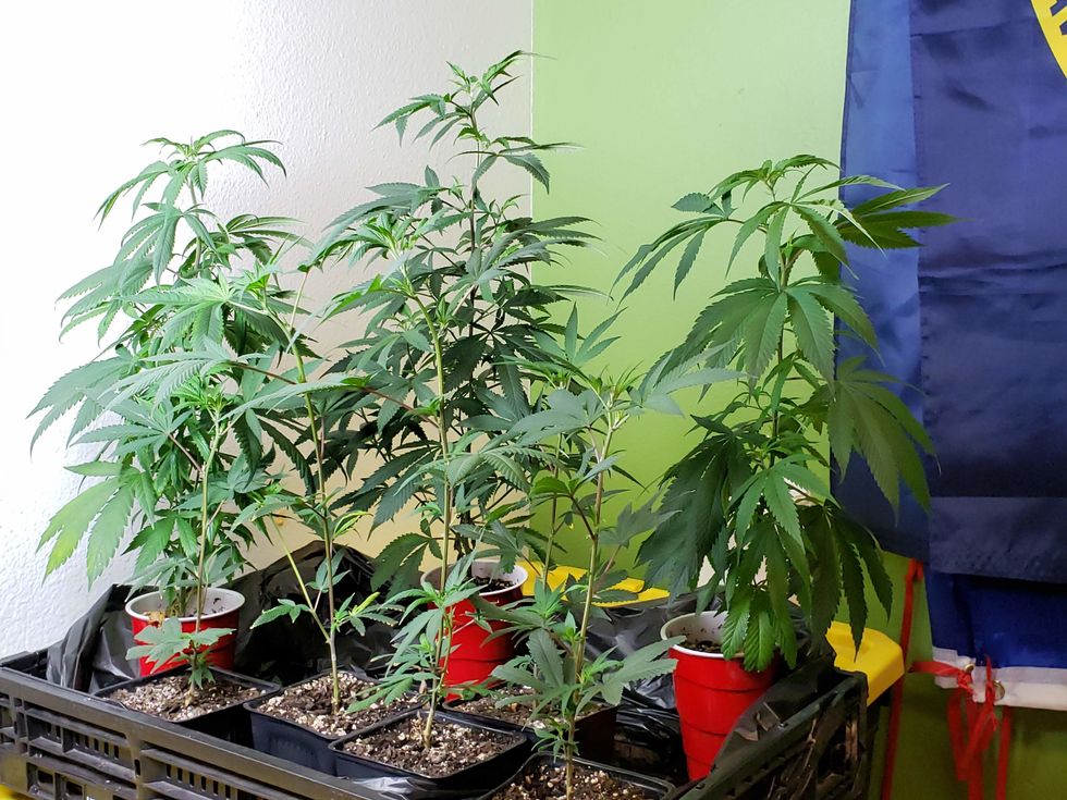 Eight small cannabis clones in front of a painted wall
