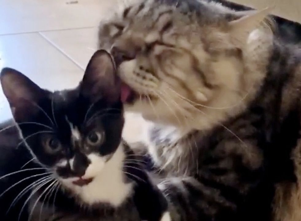 Cat Insists on Caring for Three-legged Kitten Who Was Found Wandering ...