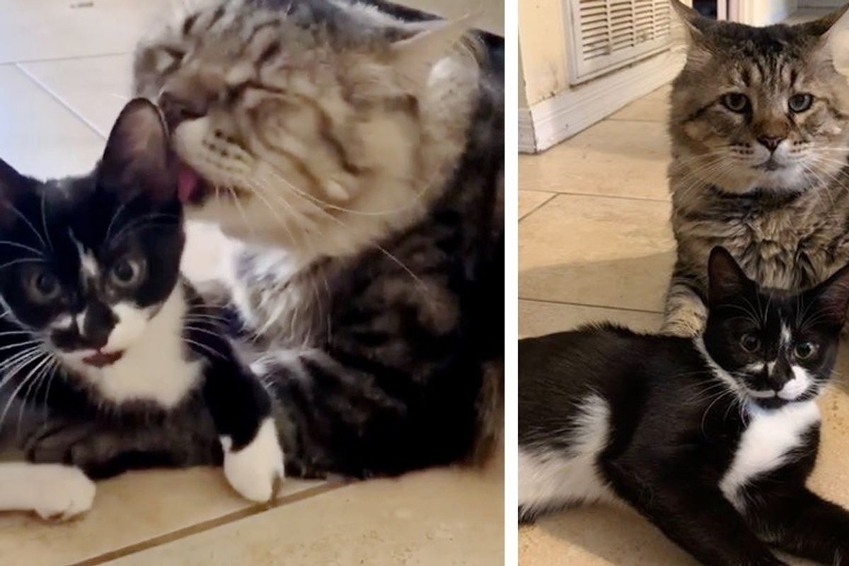 Cat Insists on Caring for Three-legged Kitten Who Was Found Wandering the Streets