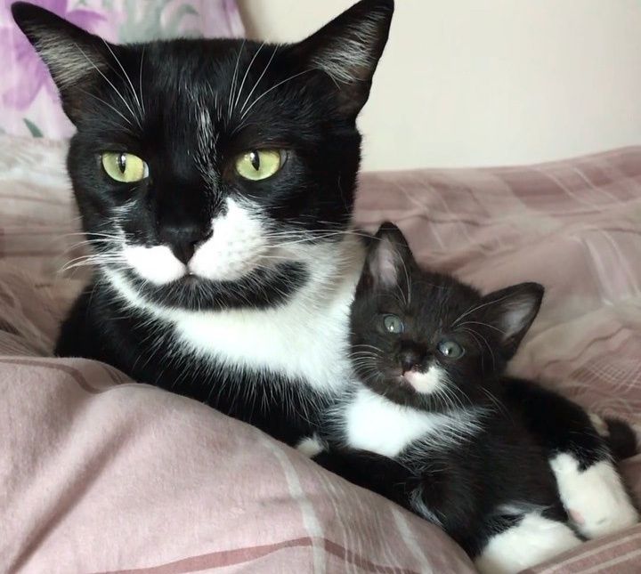 Soft store HeartBreaker Tuxedo Kitten Ears