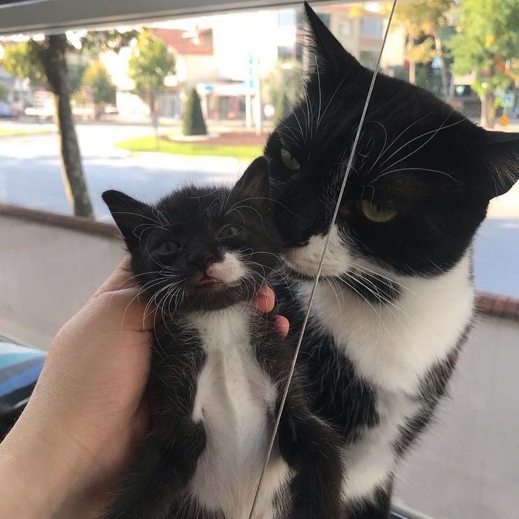 These are cat moustache twins at a Petsmart near me in Virginia. I hope  they get adopted soon AND together!! 20/10 would moustache again” :  r/TuxedoCats