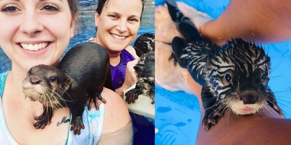 You can swim with otters at this animal preserve in Louisiana It's a