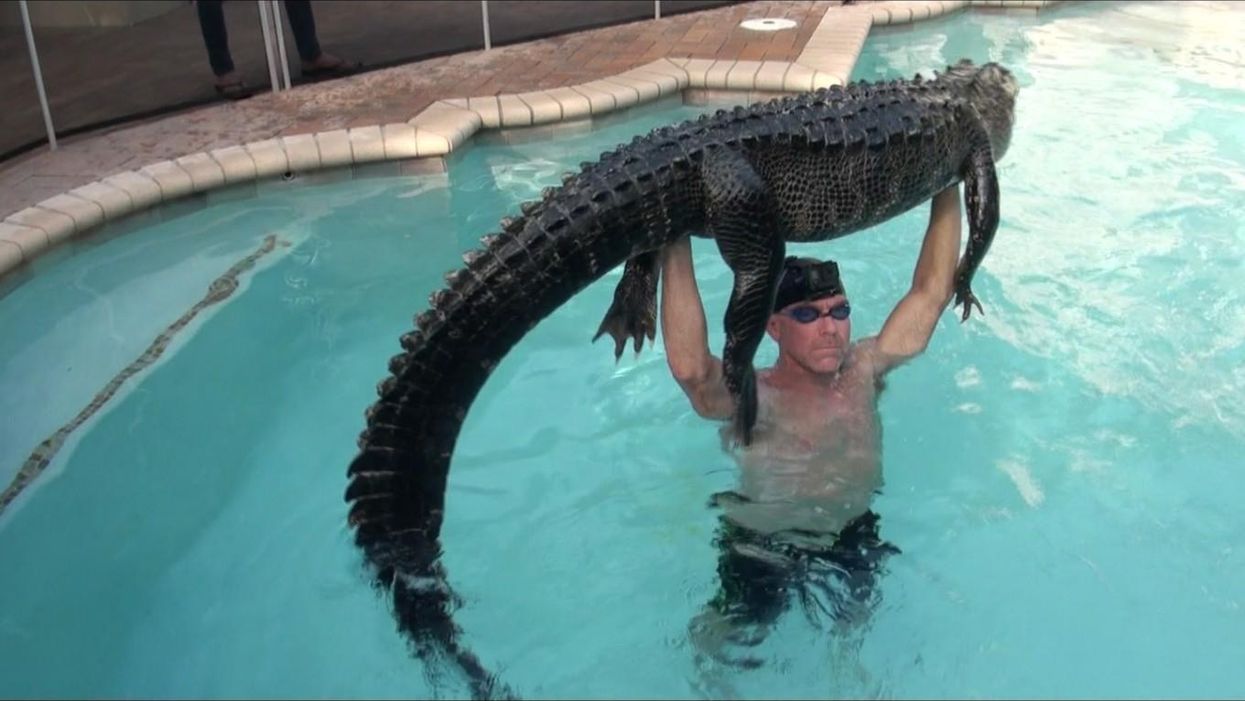 Florida man wrestles 9-foot alligator out of house's swimming pool