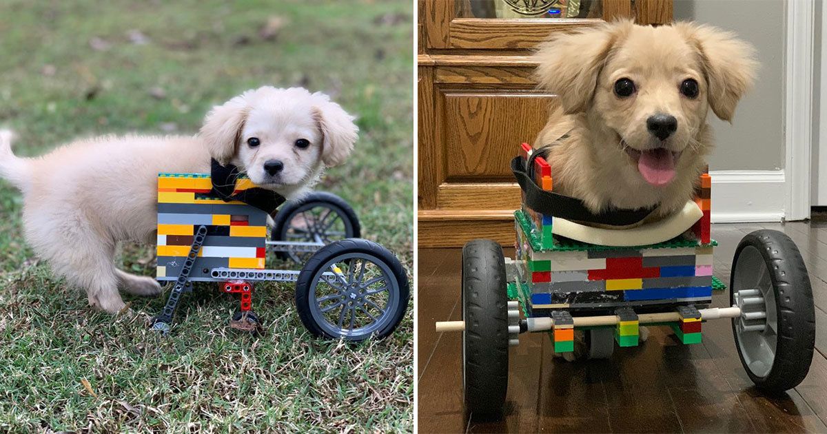 Dog with 2 legs gets wheelchair built out of Legos by 12-year-old boy