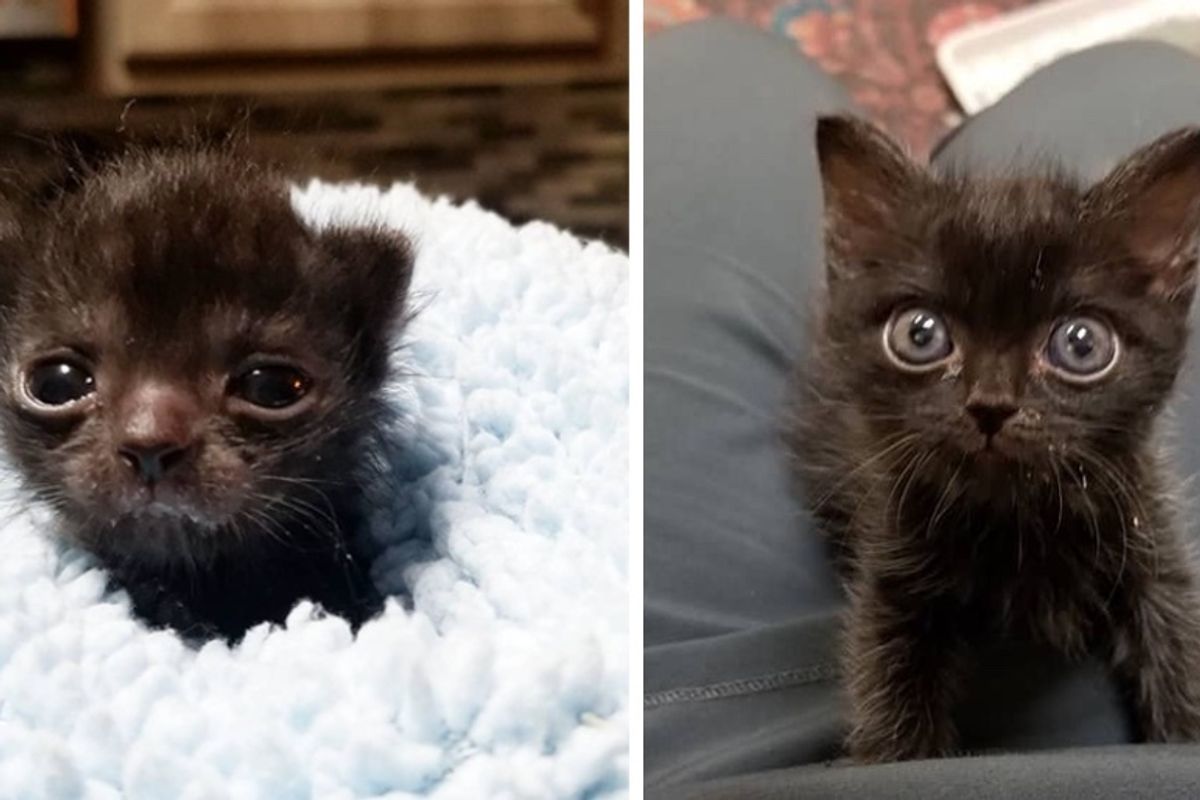 Kitten Who is Unusually Small, Finds Someone to Help Her Grow