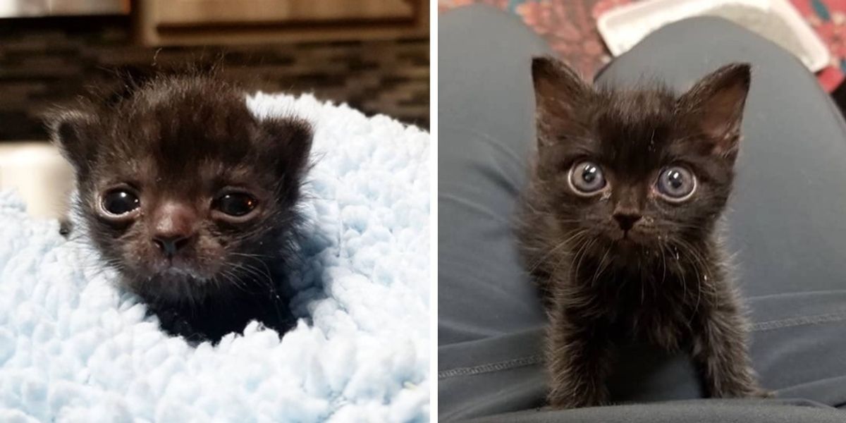 Little black kitten being the best thing ever : r/aww