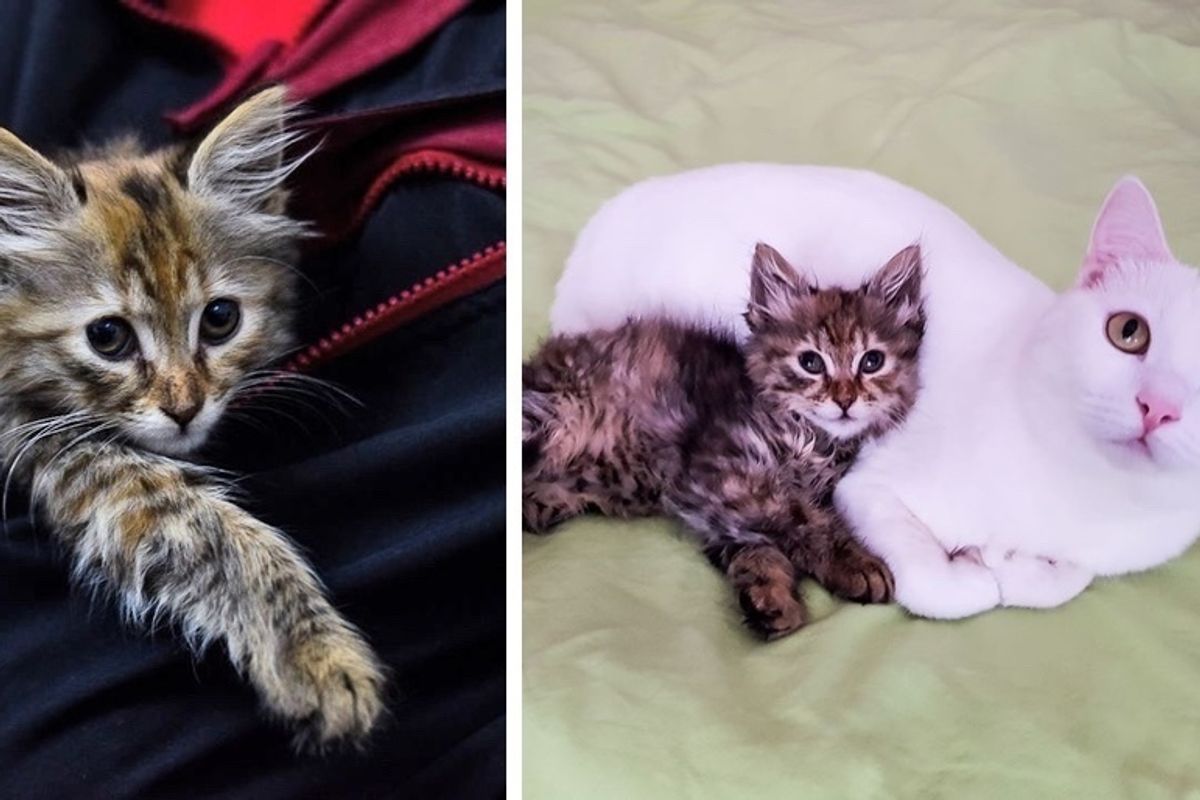 Kitten Wandered Near Family's Home and Found Kindness After She Was Abandoned on Street