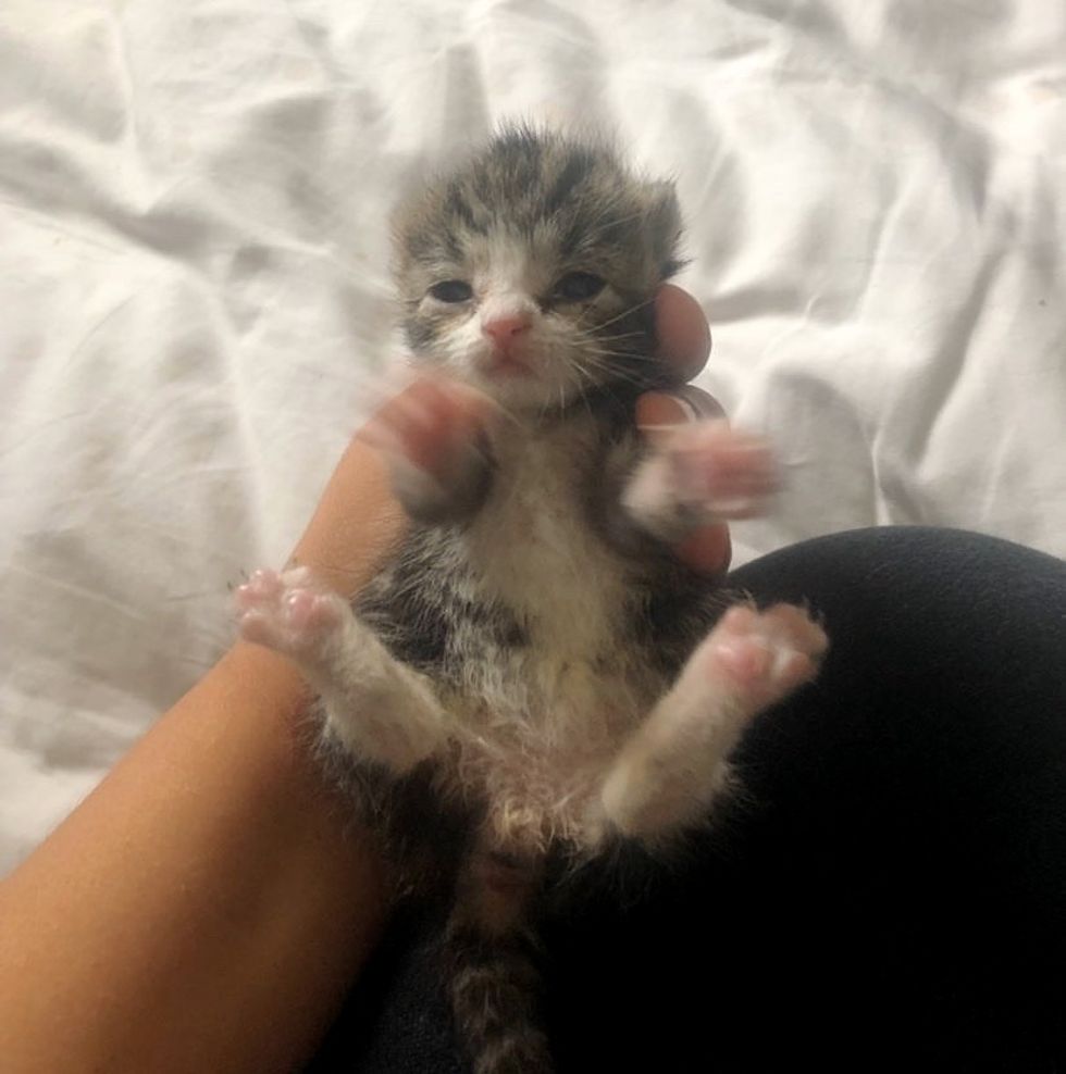 Kitten Rescued from Rough Start is So Happy When He Gets Back on His