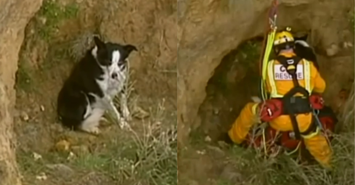 Poor Pooch Happy To Be Rescued After Falling Down Steep Beachside Cliff