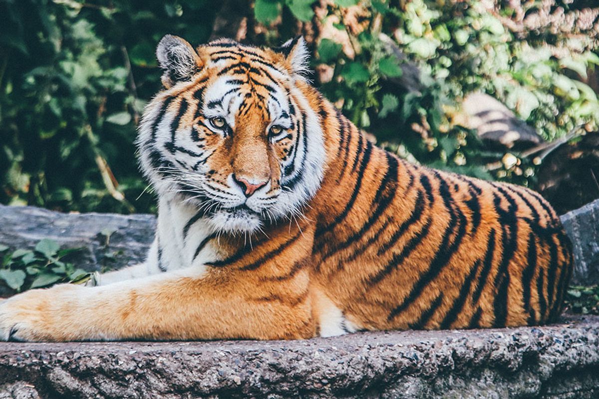 Tiger injured in poacher's trap to get prosthetic paw thanks to first surgery of its kind