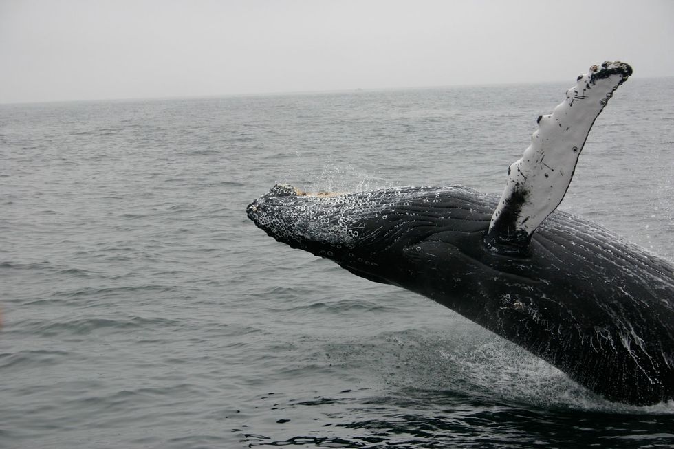 A Whale Breaching