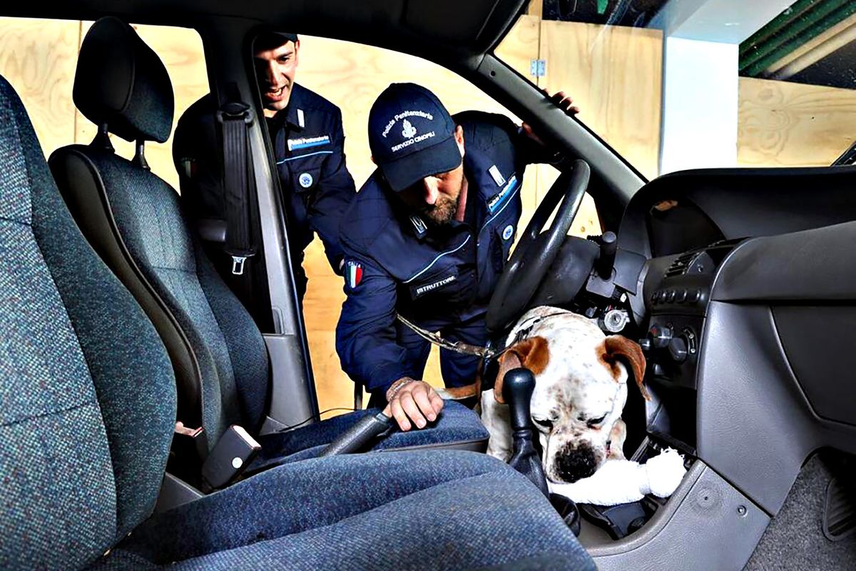 «Con 8 mesi di corso i cani abbandonati diventano poliziotti»