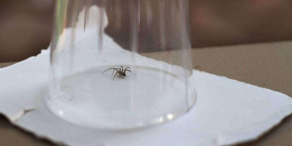 Spider in Cup