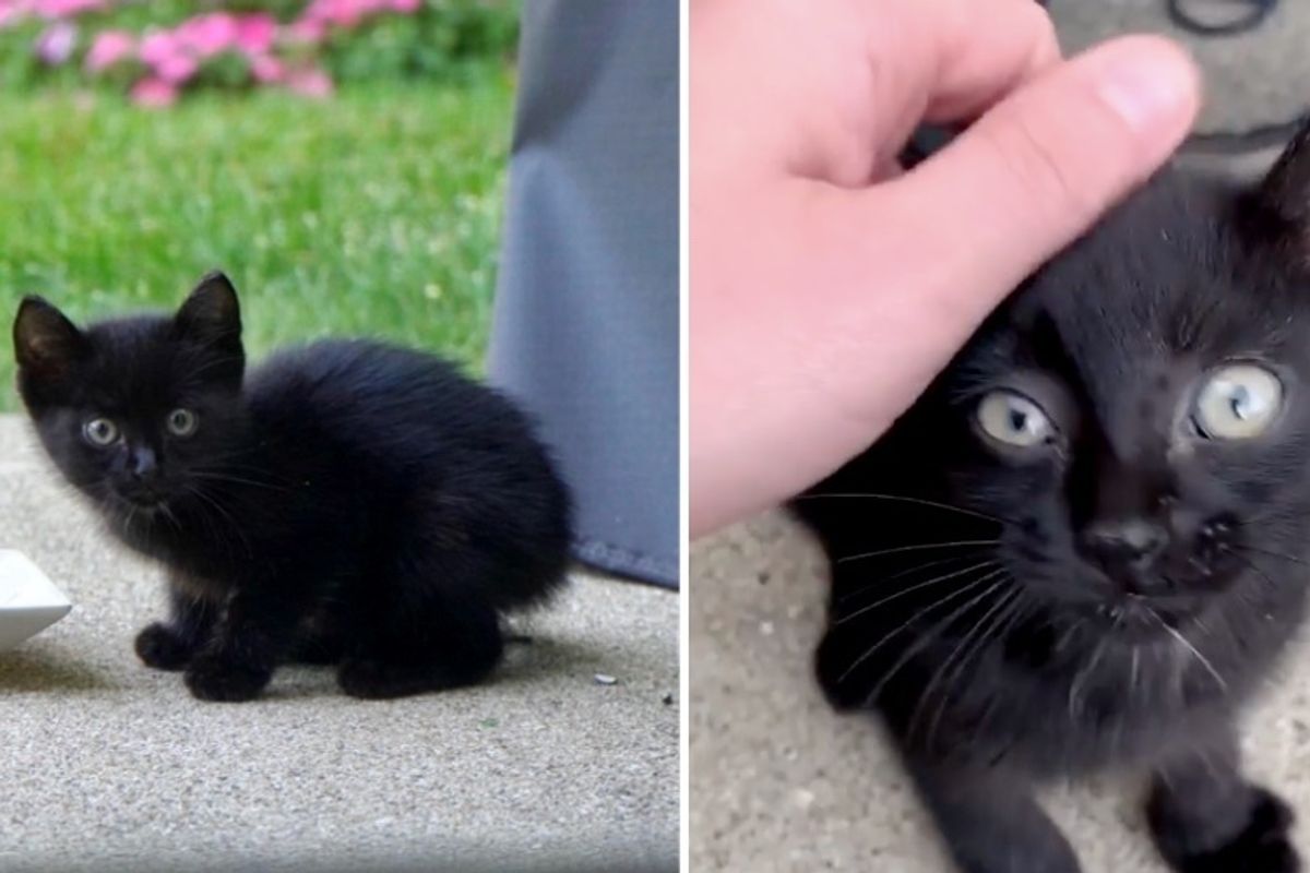 Stray Kitten Finds Family That is Kind to Him, and Decides to Move Right in