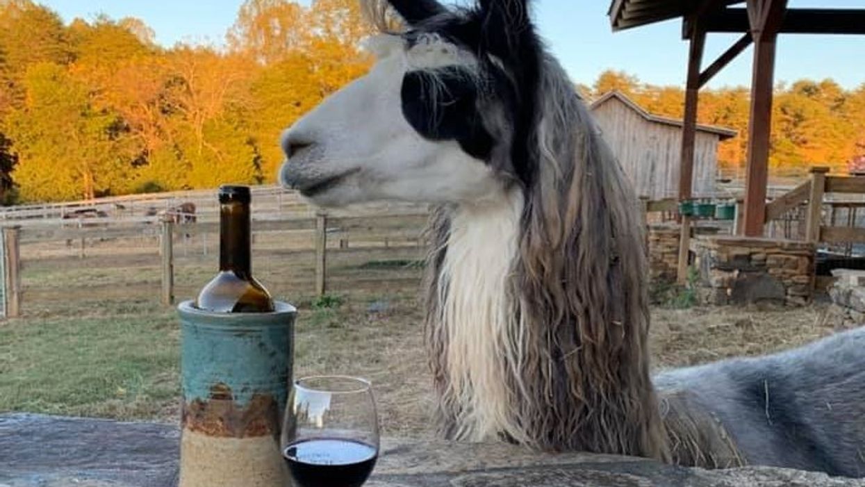 This North Carolina vineyard takes you hiking with llamas before wine tasting