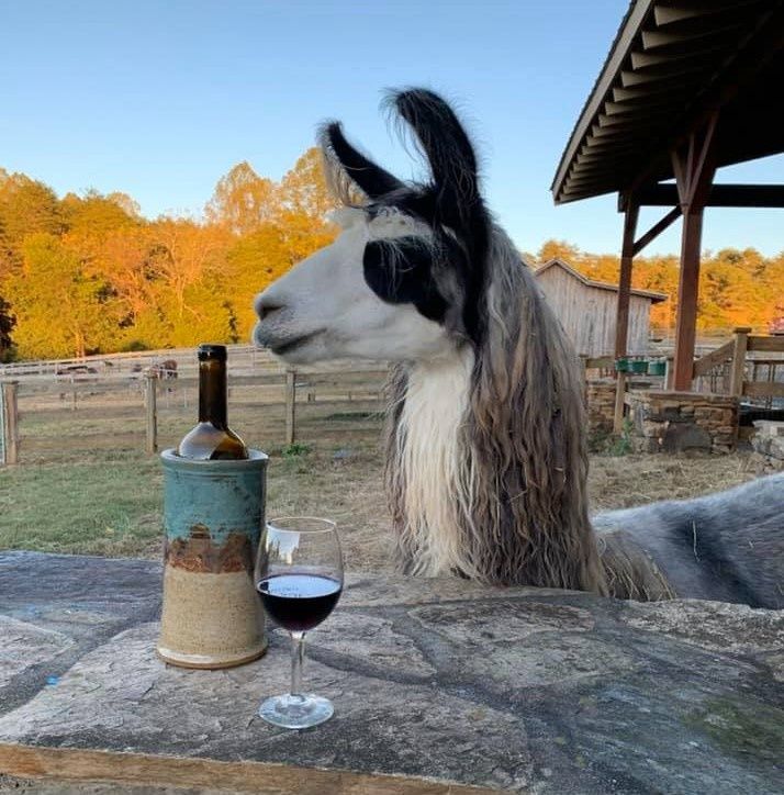 Llama winery on sale