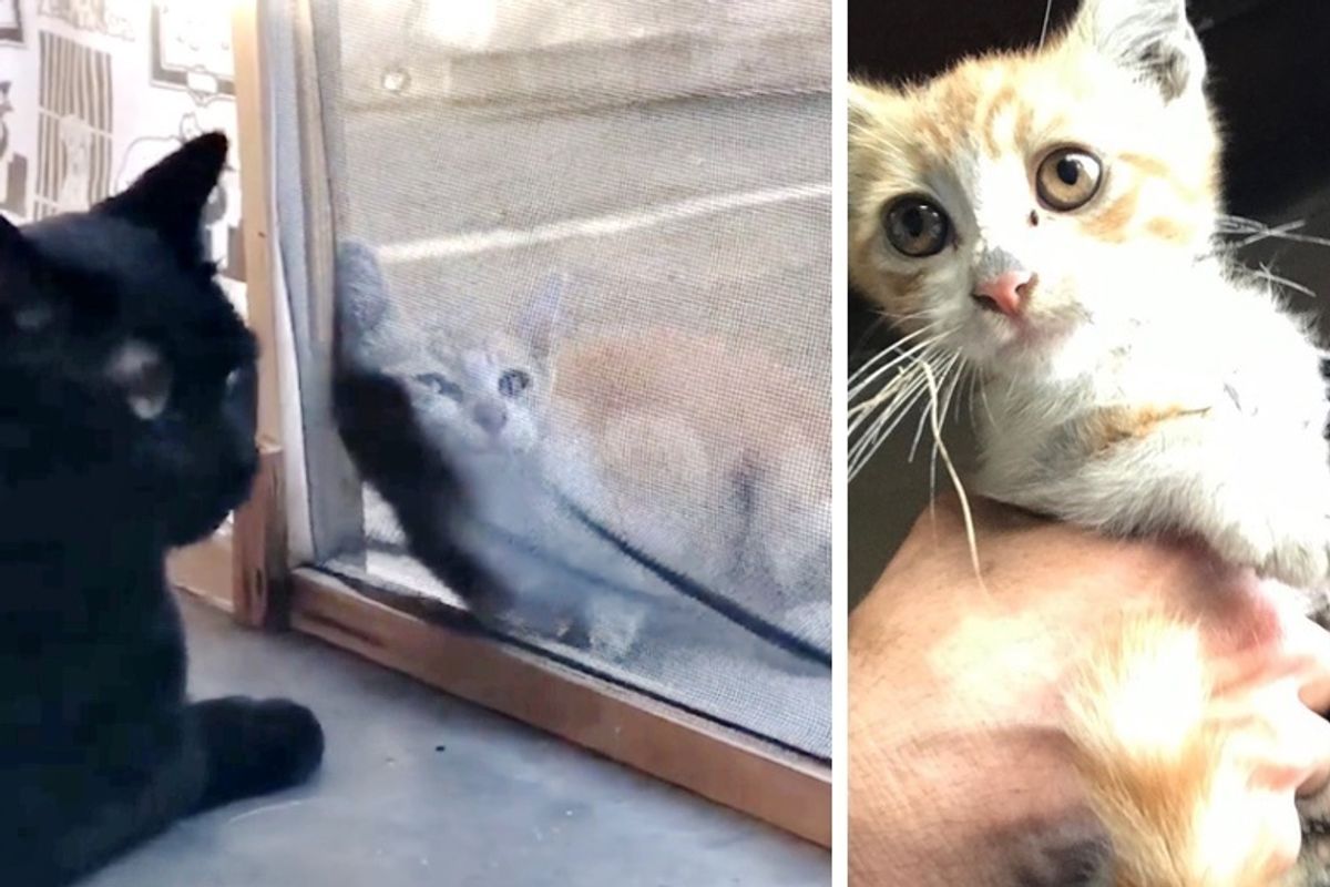Man's Cat Sees Stray Kitten Wandering Up to Them, Meowing for Help
