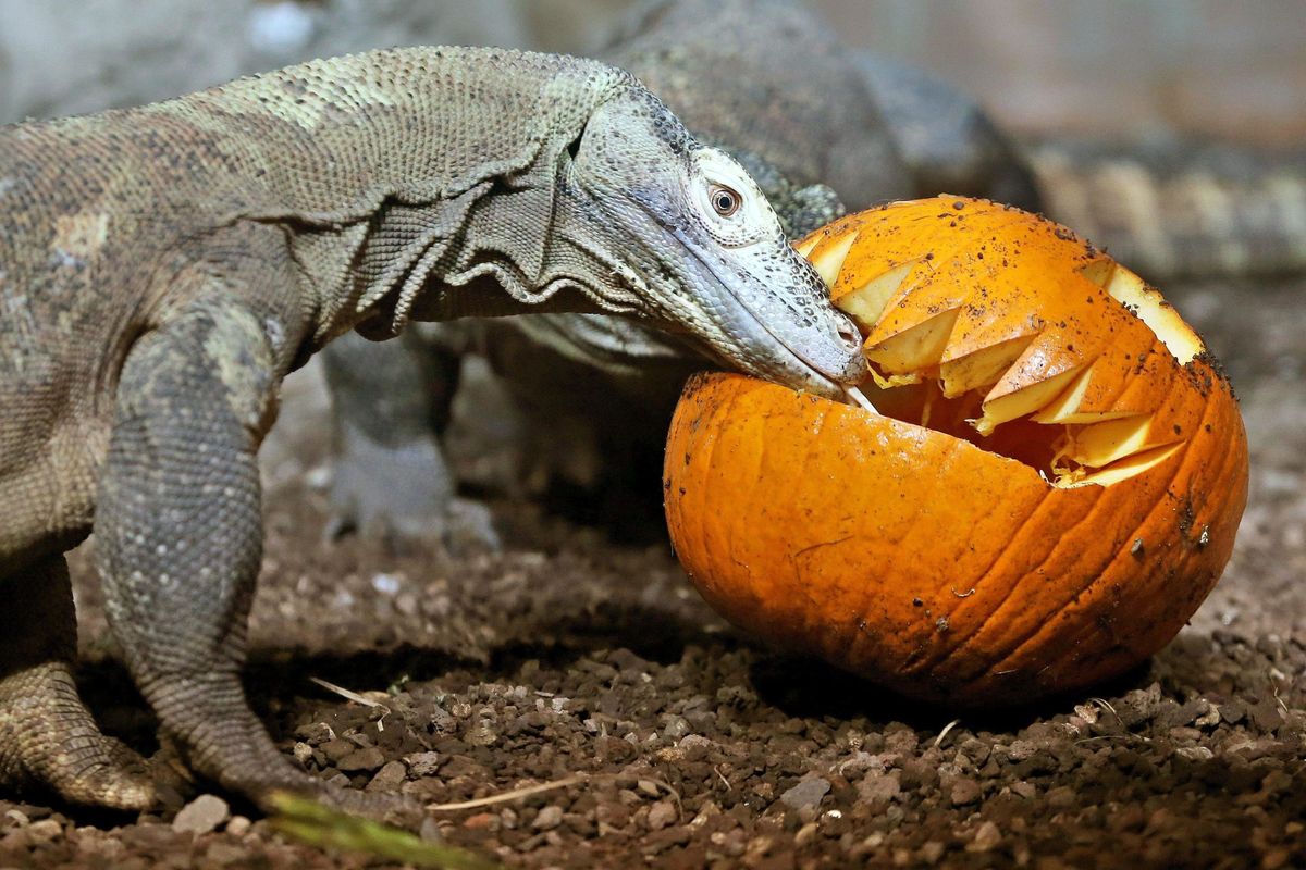 Tempo di zucca. Dolce, colorato e soprattutto sano. I segreti dell’ortaggio dai molti usi