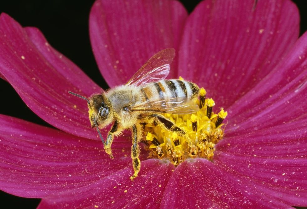 Turns Out Bees Understand Math at the Same Level as Pre-School Children