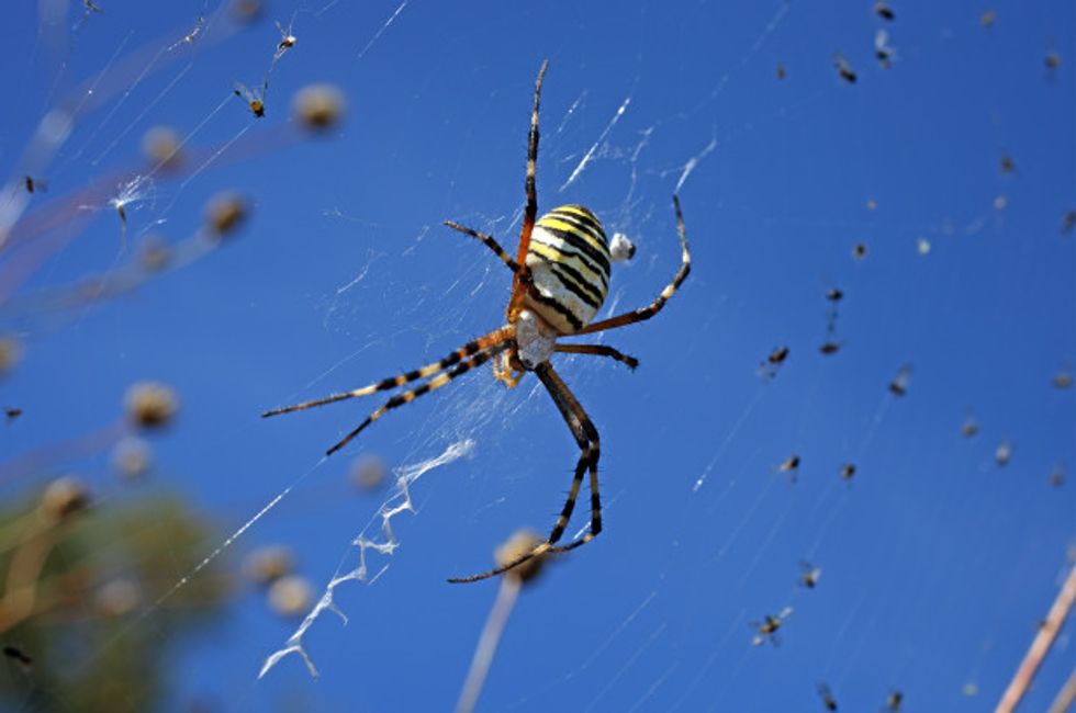 We Now Know How Some Spiders Are Able to Fly, and, Well, That's Terrifying