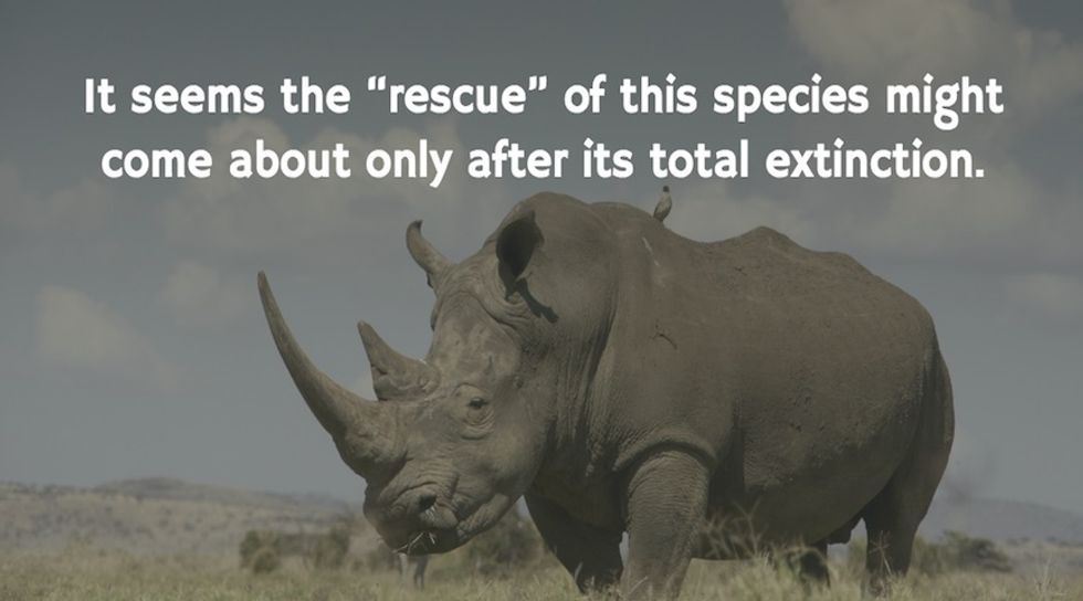 The Last of the Northern White Rhinos -- Can We Save Them If Less Than a Handful Remain?
