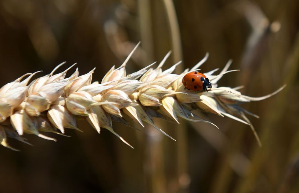 Scientist Used Ladybugs to Prove AC/DC's Mantra That 'Rock N Roll Ain't Noise Pollution' Wrong