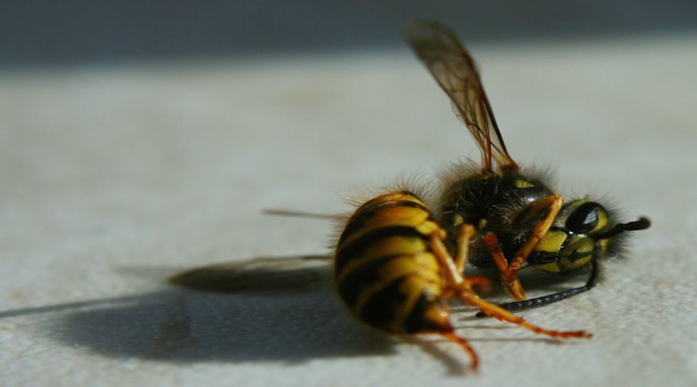 Obama's Task Force Misses Deadline: Is it Too Late to Save the Bees?