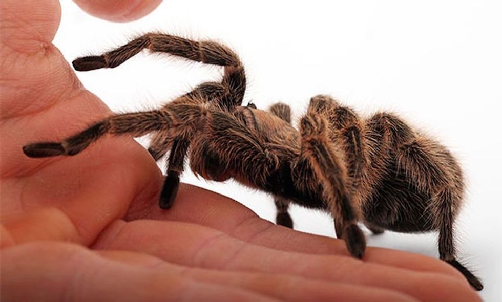 Arachna-pharmia: Coming Soon to a Medicine Cabinet Near You?