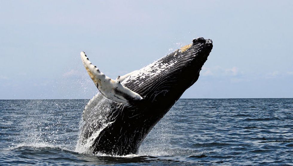 Why Are Humpback Whales Going Out of Their Way to Save Other Species?