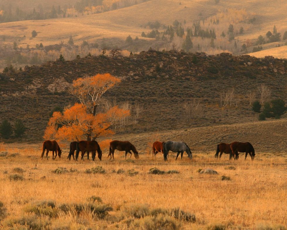 Will Killing 45,000 Wild Horses Save the American West?