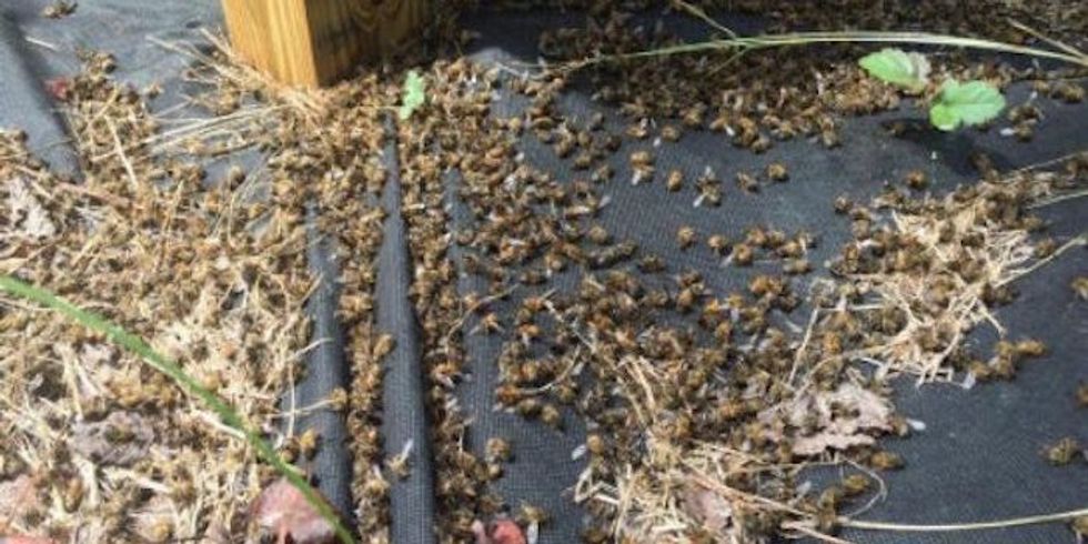 Millions of Bees Killed By Accident in South Carolina