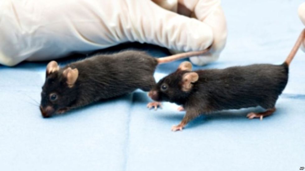 Scientists Reverse Signs of Aging in Live Mice