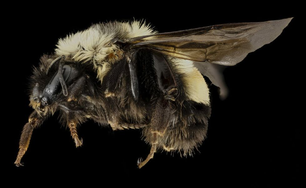 Trump Administration Swats Down Order Listing Bumblebee as Endangered