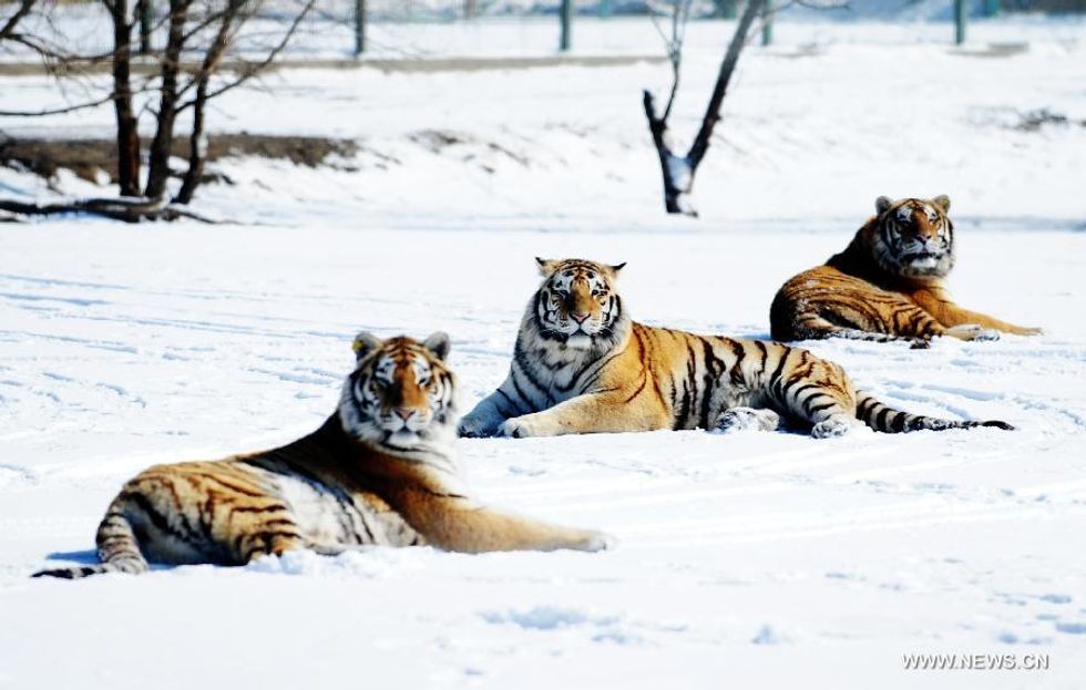 The Great Park of China: A Plan to Save the Last 27 Siberian Tigers