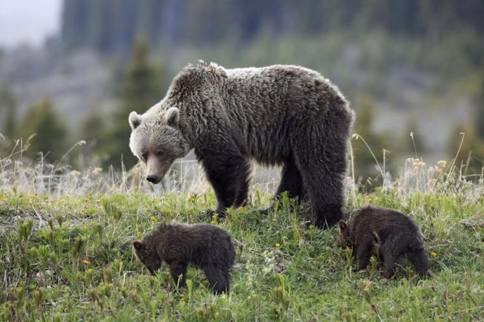 Congress to Hunters: Come Kill the Wolves and Bears