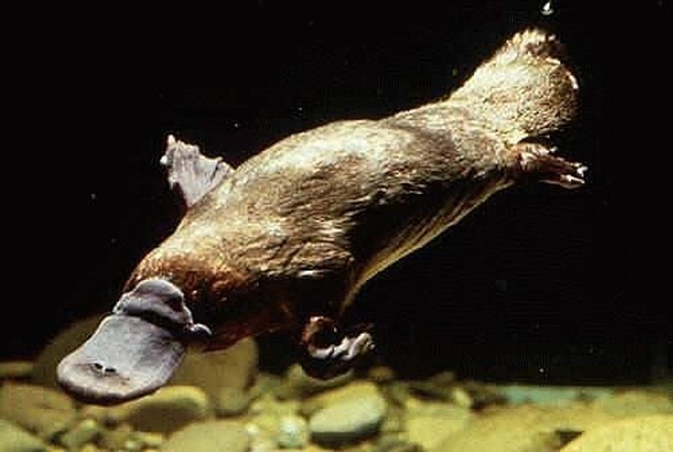Who is killing platypuses in Australia?