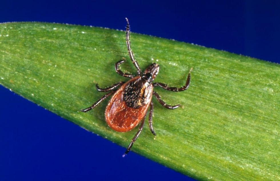 Just In Time for Summer, an Even Deadlier Reason to Fear Ticks