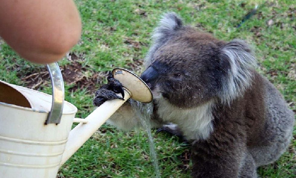 Why Koalas Are Suddenly Drinking Extra Water