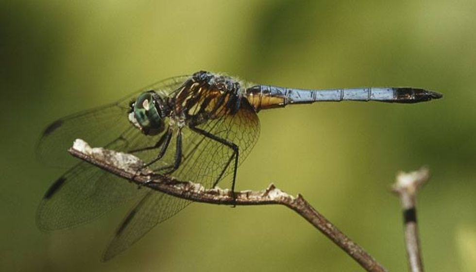 Female Dragonflies Are Totally Faking Their Deaths