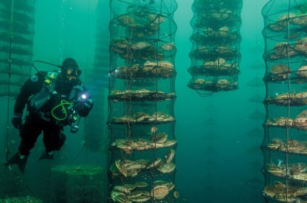 Vertical Underwater Sea Farming Could Be Our Salvation